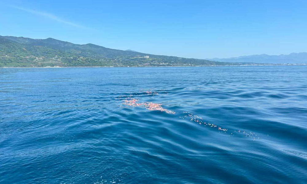 真鶴・海洋散イメージ