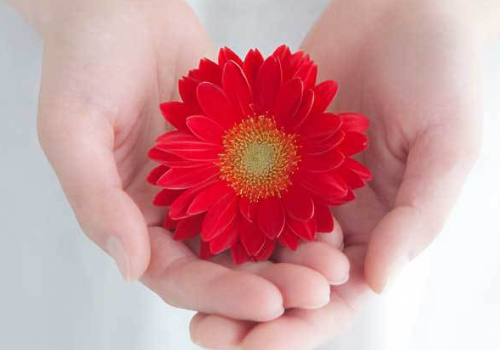 1輪のガーベラを持つ手が故人を見送る代行海洋散骨をイメージ|清蓮