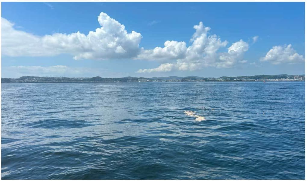 横須賀・猿島沖の海に散骨された遺骨と、美しく広がる献花の様子