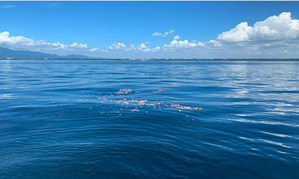 相模湾・湘南の青く澄んだ海に広がる献花の様子。プライベート散骨後、静かな海に浮かぶ花々
