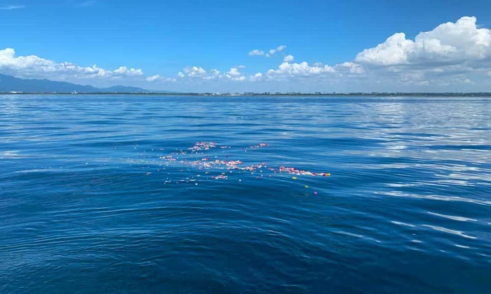 湘南の青い海に広がる献花の花びら|相模湾・湘南エリアの海洋散骨
