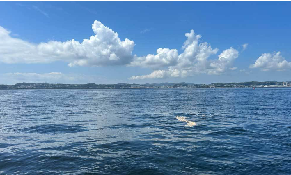 横須賀沖のプライベート散骨で見る穏やかな海の風景。静かな海面に献花が広がり、周囲に人影のない落ち着いた散骨ポイント
