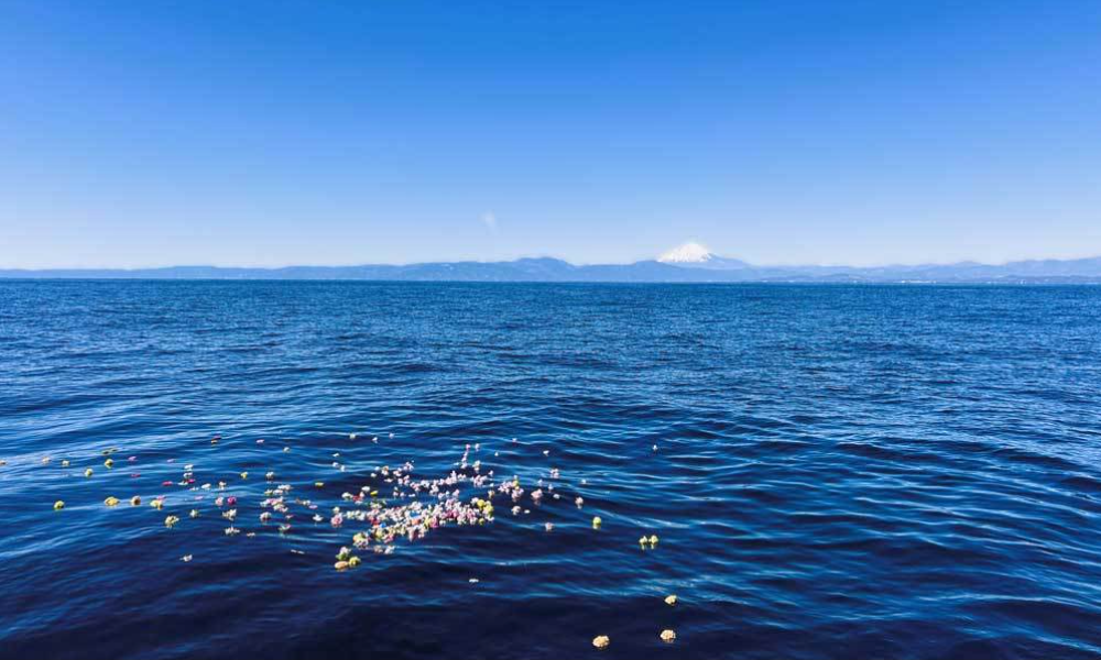 富士山を望む相模湾・葉山沖で、花びらを手向けた海洋散骨の様子