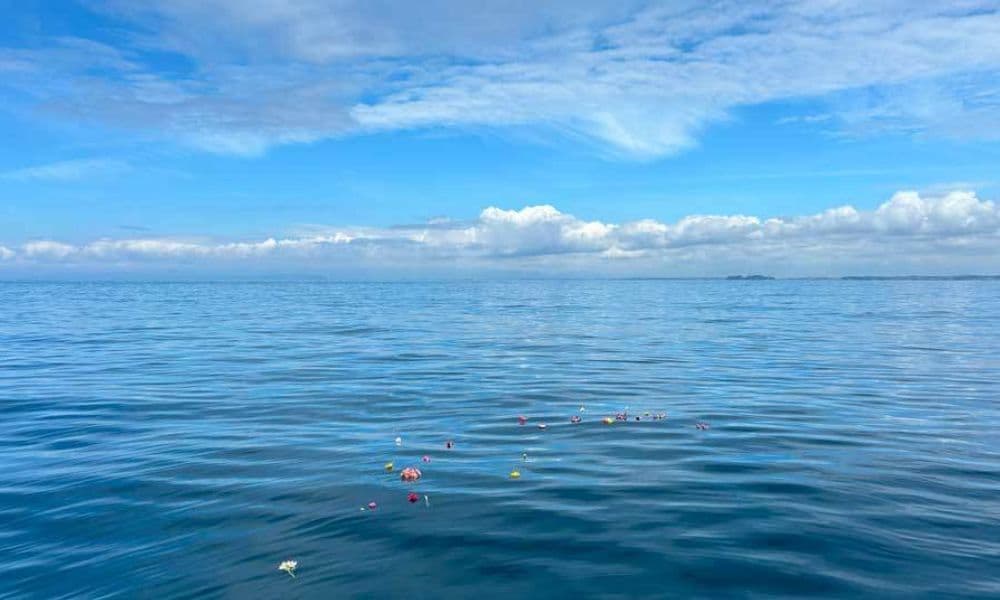 相模湾・鎌倉沖で花びらを手向けた海洋散骨の様子