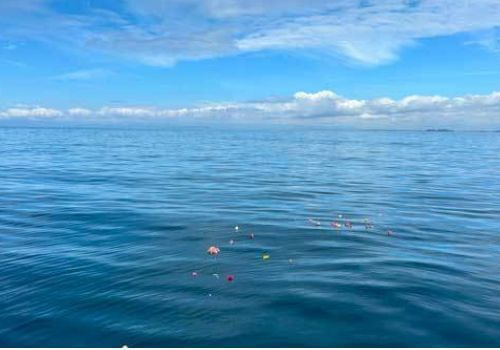 相模湾・佐島沖の海