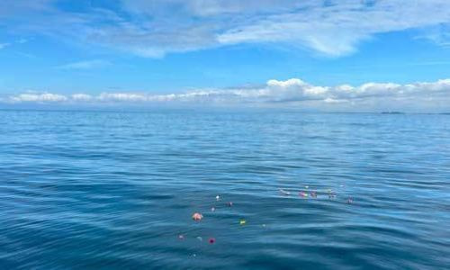 湘南・相模湾の青い海に広がる献花。静かに故人を偲ぶ海洋散骨の様子