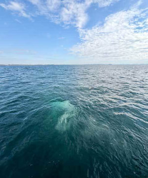 横須賀・猿島沖の海中に広がる散骨後のご遺骨