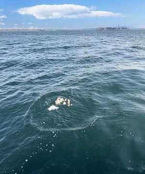 散骨した海に様子